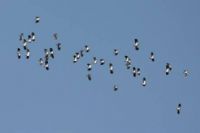 L'envol des migrateurs. Le dimanche 16 octobre 2011 à Forest-sur-Marque. Nord. 